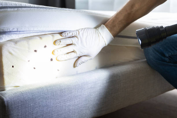 Best Flea Control Services  in Kure Beach, NC