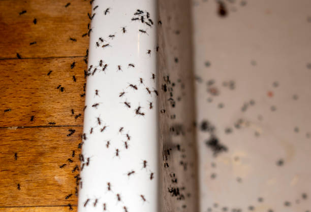 Best Bed Bug Extermination  in Kure Beach, NC