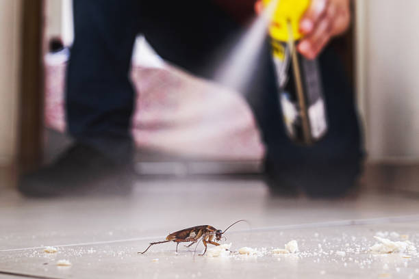 Wasp Removal Services in Kure Beach, NC